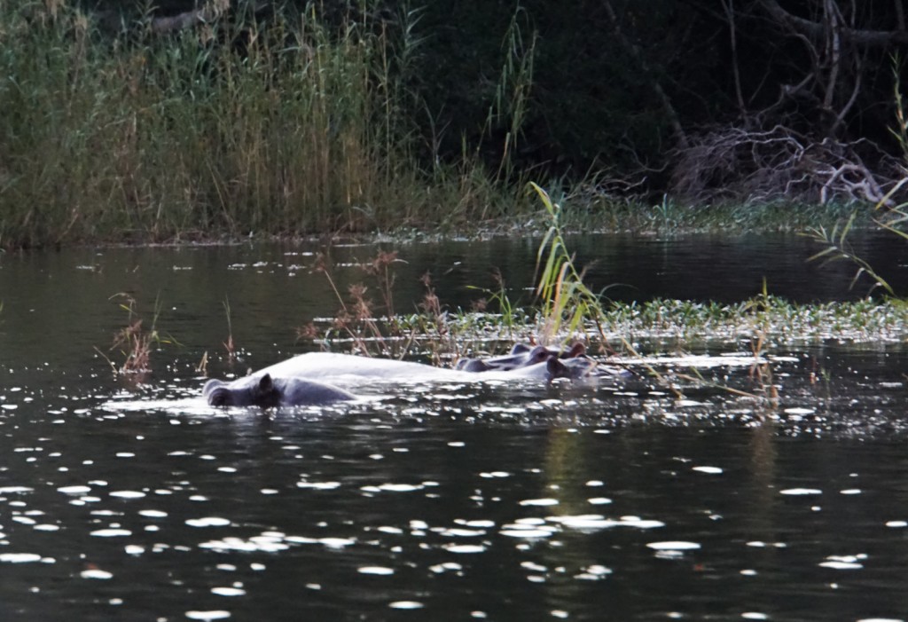 Flusspferde im Sambesi