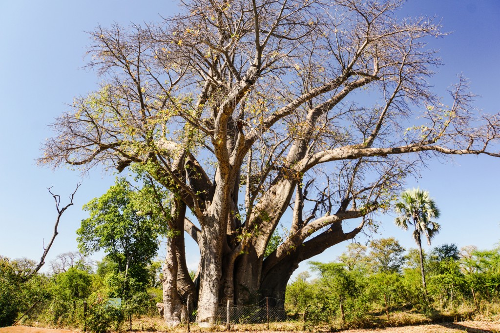 Auf dem Weg zu den Falls machen wir halt bei einem Baobab, mit 1.700 Jahren der älteste Baum Zimbabwes und deshalb von zwei Wärtern bewacht.